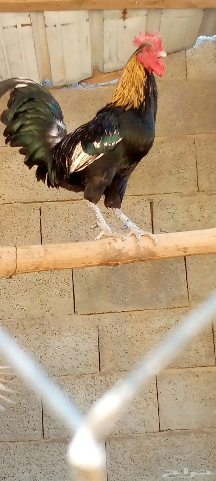 ديكين اخوان ودجاجتتين بلدي نضيف ج 2