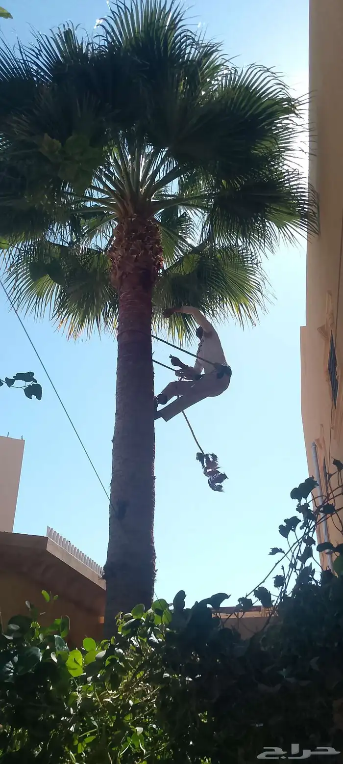 تكريب النخل 4