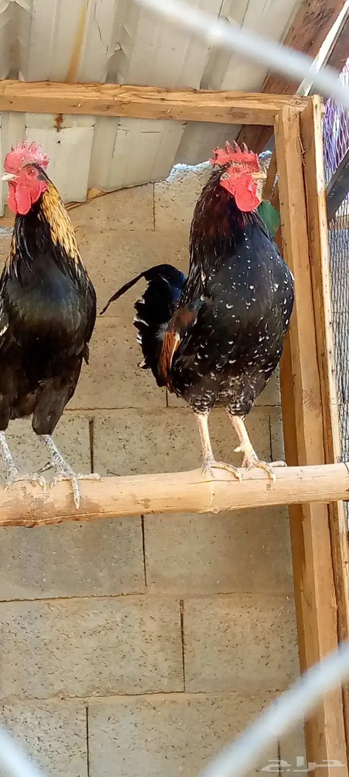 ديكين اخوان ودجاجتتين بلدي نضيف ج 0