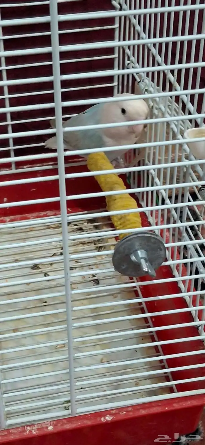 زوج روز منتج سابق ا مع كامل المرفقات 2