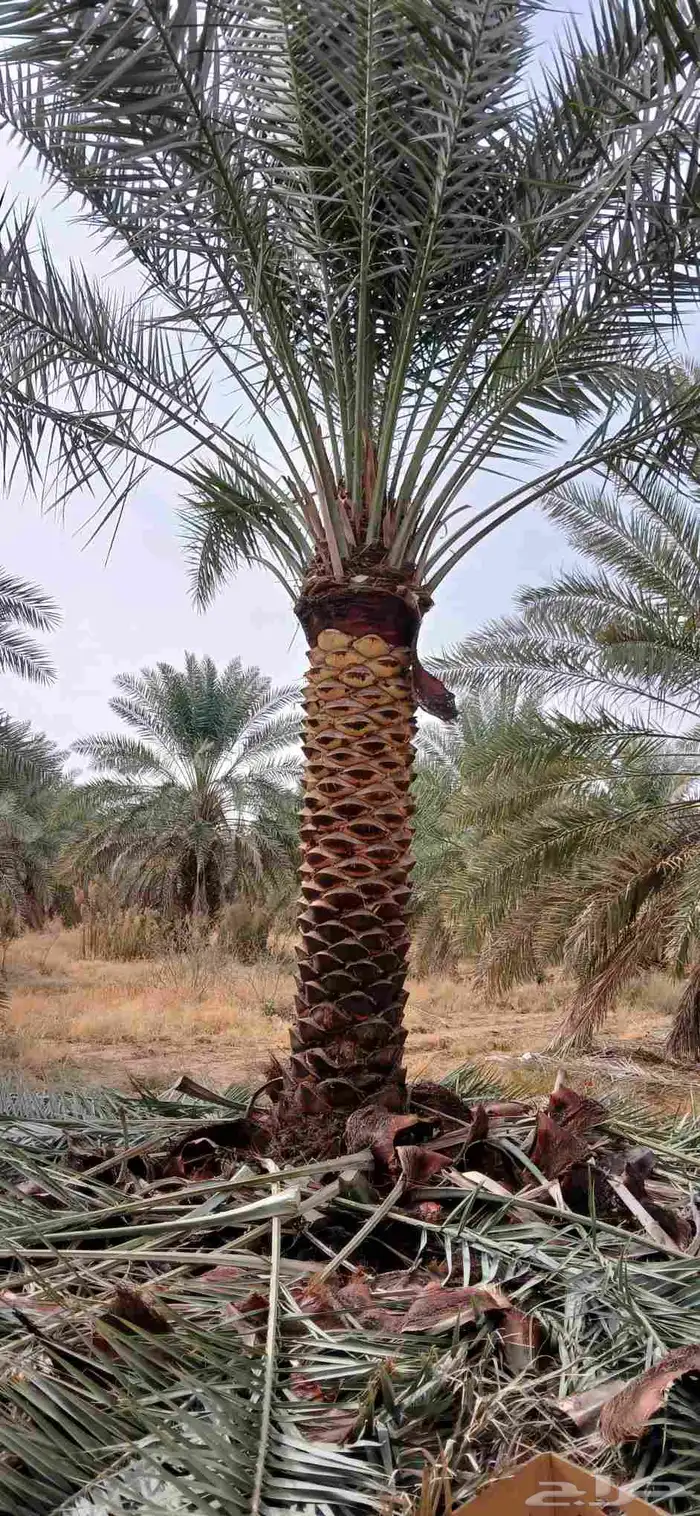 نخل اخلاص للبيع 3 متر ومترين 1