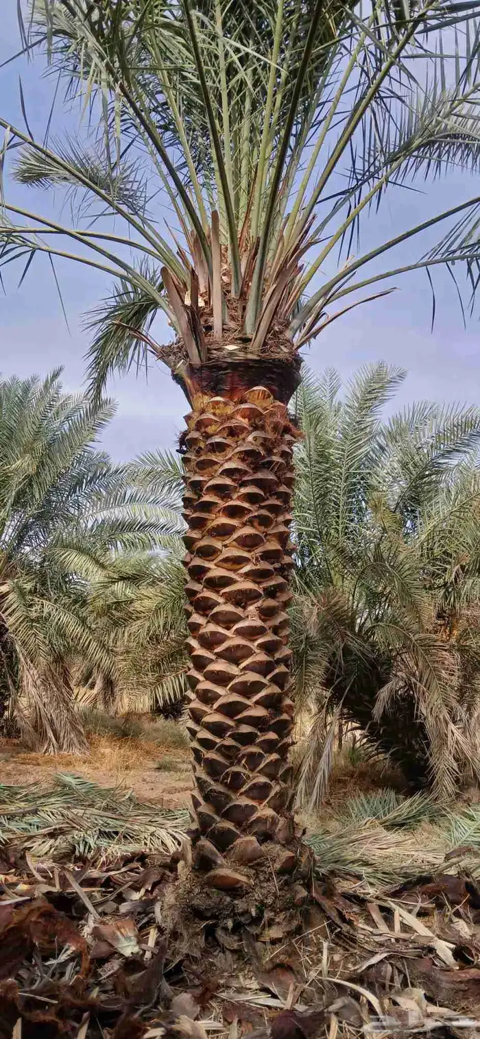 نخل اخلاص للبيع 3 متر ومترين 2