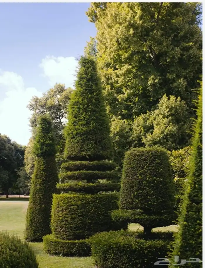 معلم قص جميع الاشجار تلقيح نخل وتكريب النخل 2