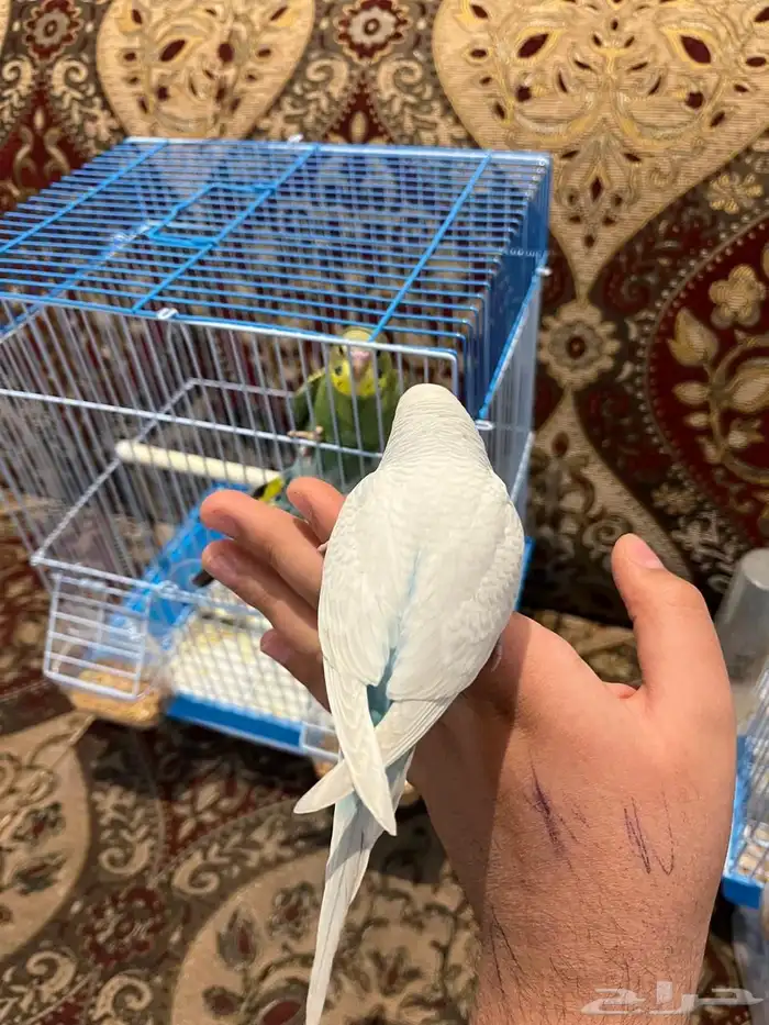 فرخ بادجي اليف وهدد نشبه لون مميز ونادر 1