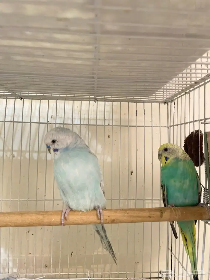 أزواج طيور منتجة بادجي  كروان  فيشر صحة وتغذية ونظافة ممتازة 3