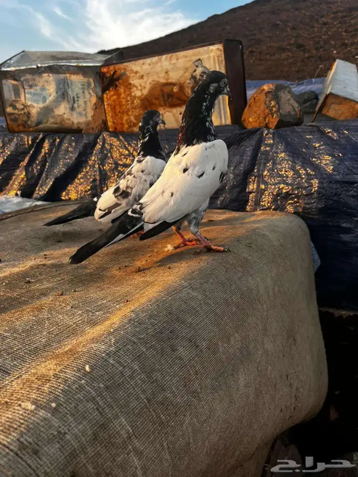 جوز باكستاني سلارا للبيع 3