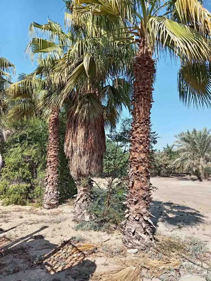 بيع جميع انواع النخل والشجر والعشيب والورد وتنظيف النخيل 4