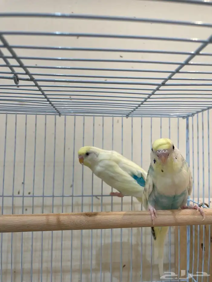 أزواج طيور منتجة بادجي  كروان  فيشر صحة وتغذية ونظافة ممتازة 4