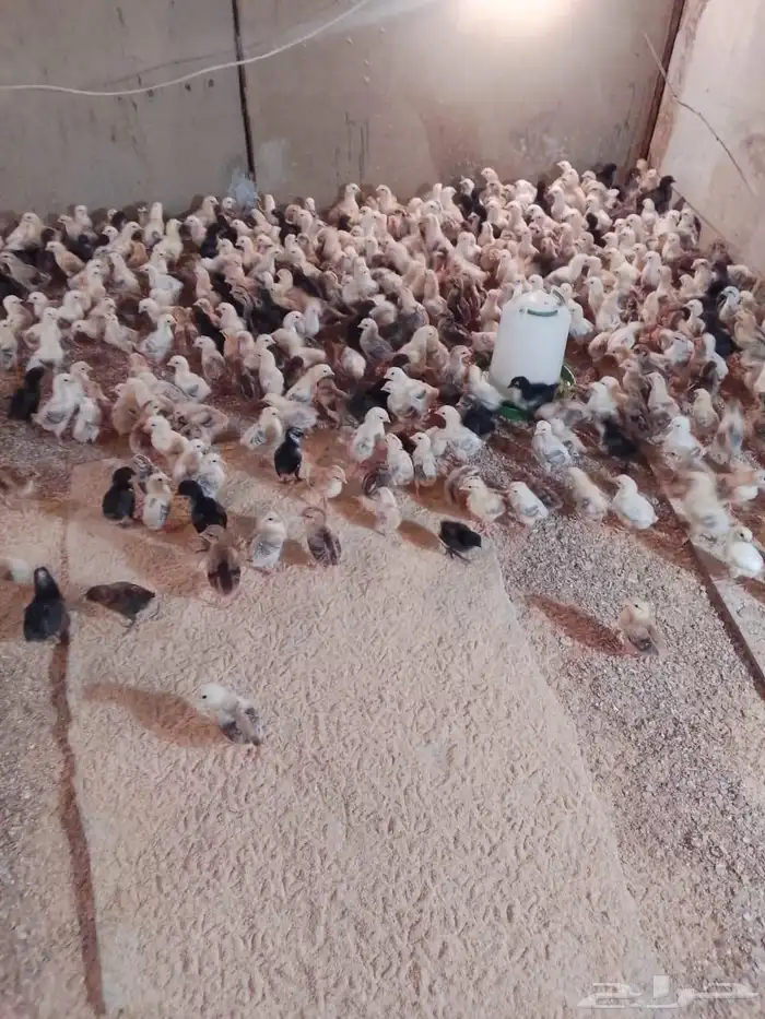 صوص بلدي للبيع 2