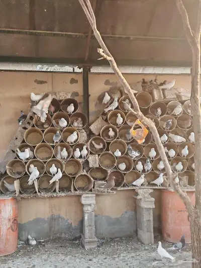 حمام مشكل للبيع جملة index