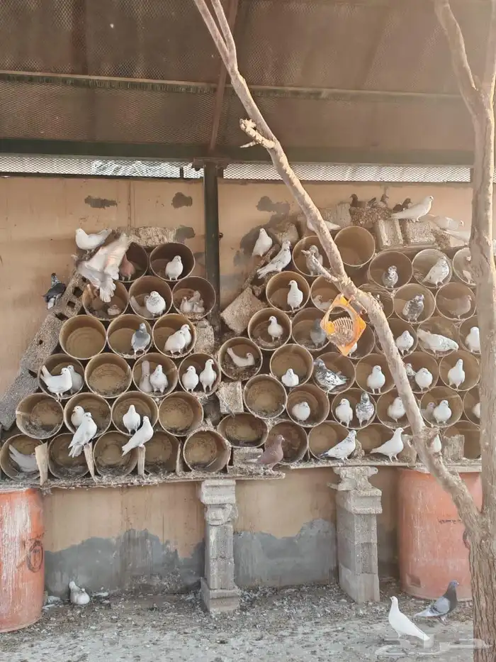 حمام مشكل للبيع جملة 0