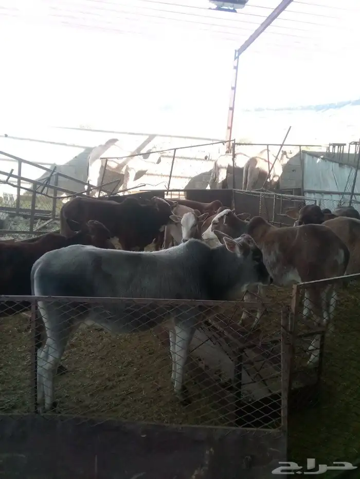 سراة عبيده 0