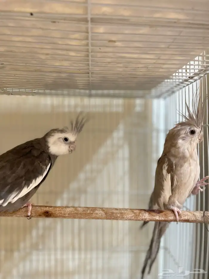 أزواج طيور منتجة بادجي  كروان  فيشر صحة وتغذية ونظافة ممتازة 8