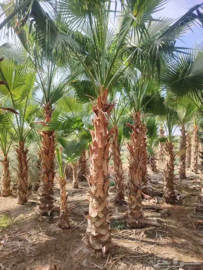 نخل القصيم نخلوطيب ومثمر 6