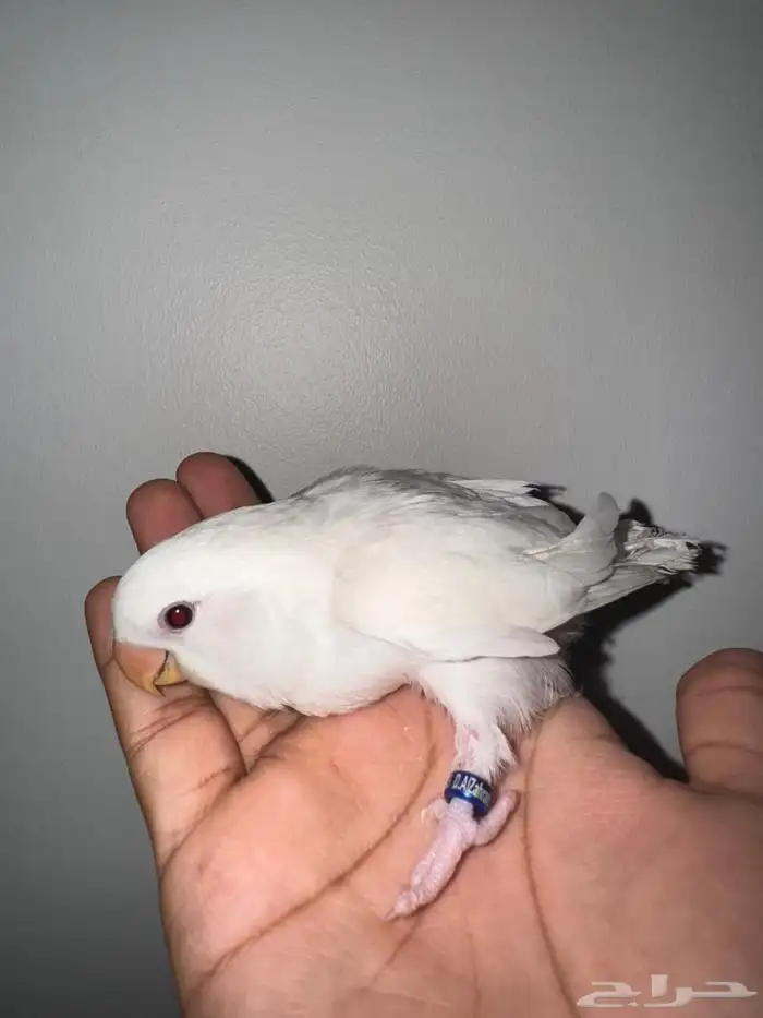 فروخ روز هدد 2