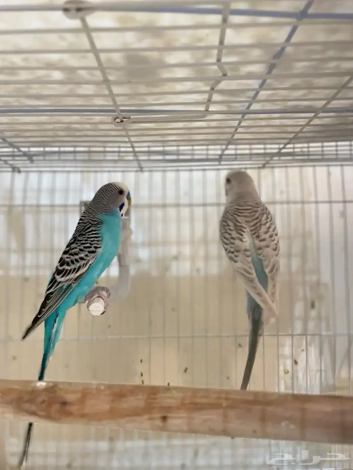 أزواج طيور منتجة بادجي  كروان  فيشر صحة وتغذية ونظافة ممتازة 2