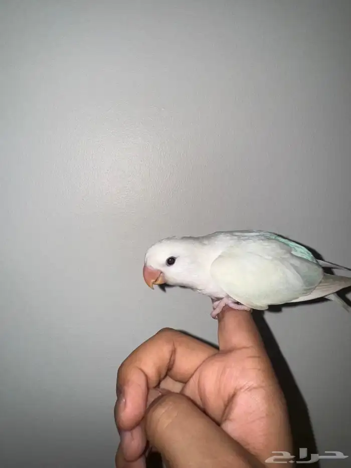 فروخ روز هدد 7