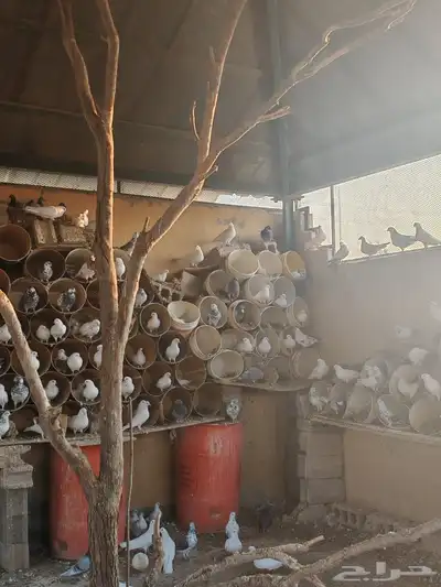 حمام مشكل للبيع جملة index