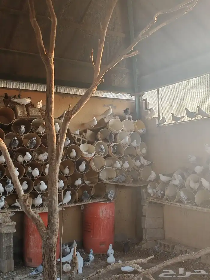 حمام مشكل للبيع جملة 1