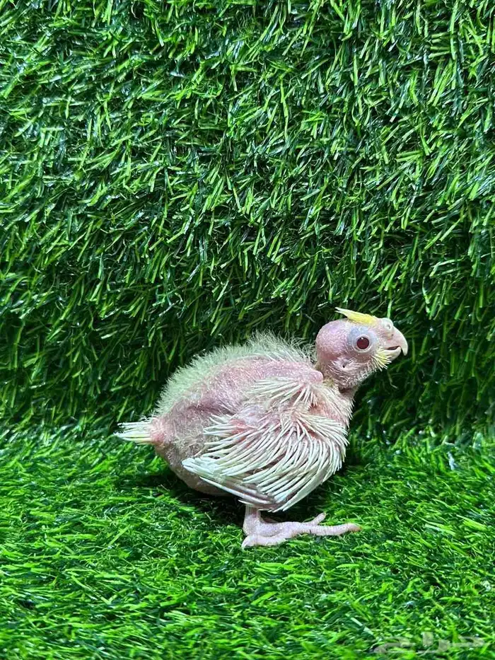 فروخ كروان 2