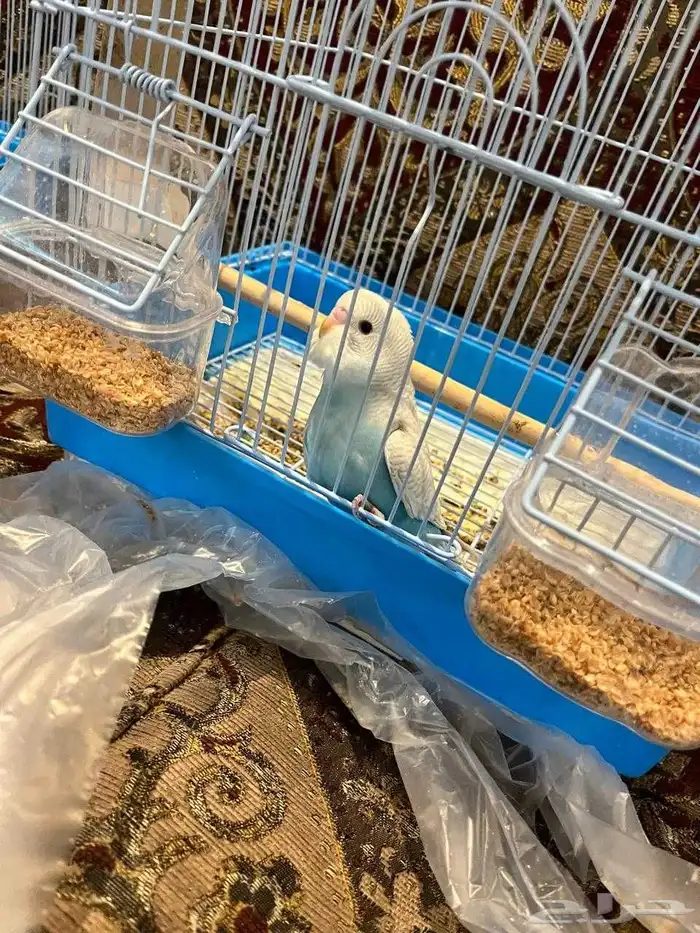 فرخ بادجي اليف وهدد نشبه لون مميز ونادر 3