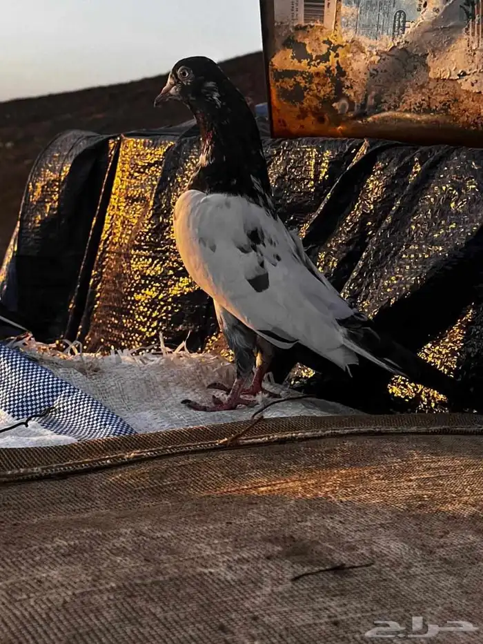 جوز باكستاني سلارا للبيع 1