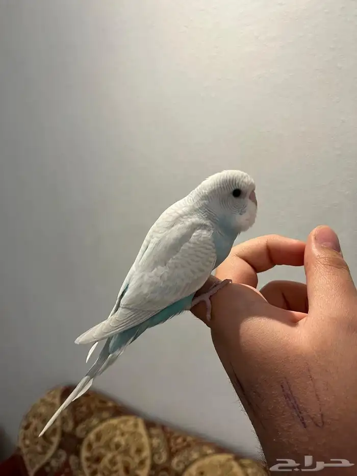 فرخ بادجي اليف وهدد نشبه لون مميز ونادر 0