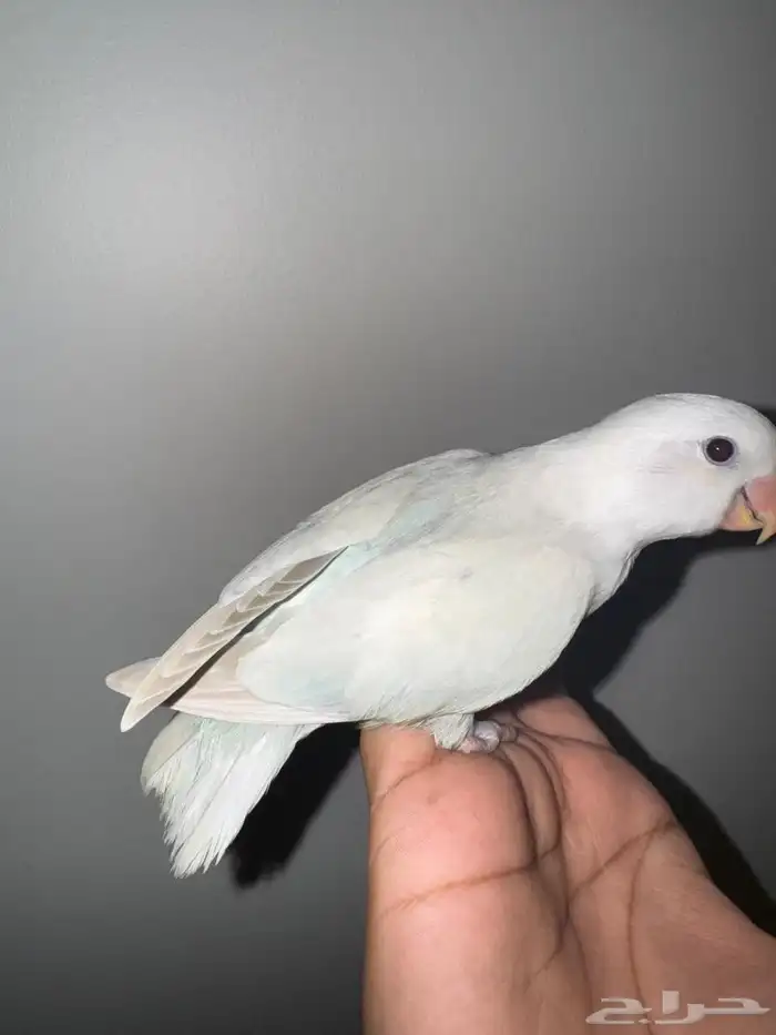 فروخ روز هدد 0