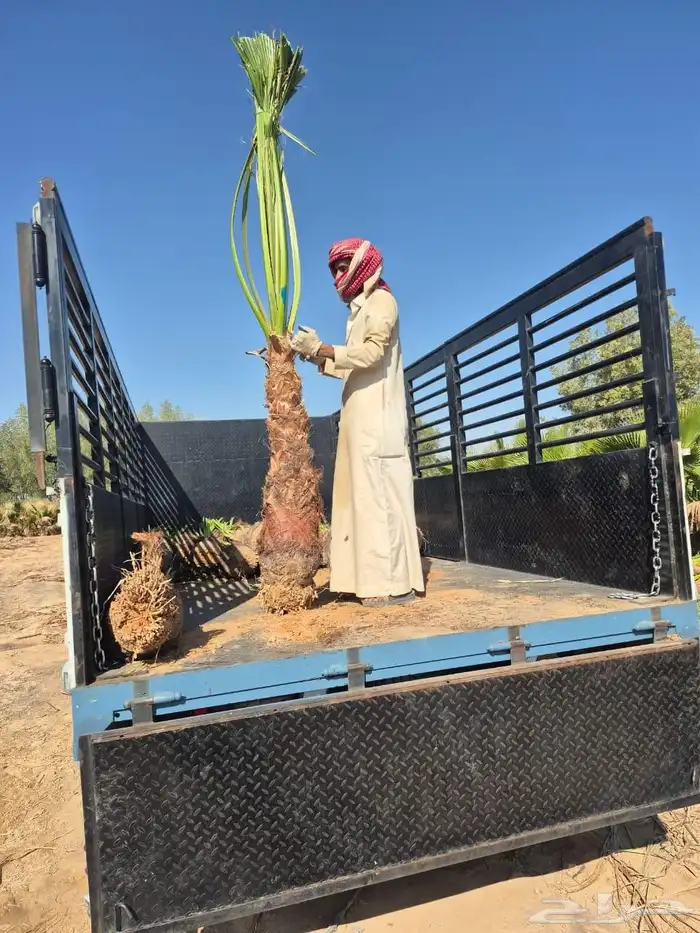 سلام عليكم ورحمة الله وبركاته نخل زينه اللبيع 5