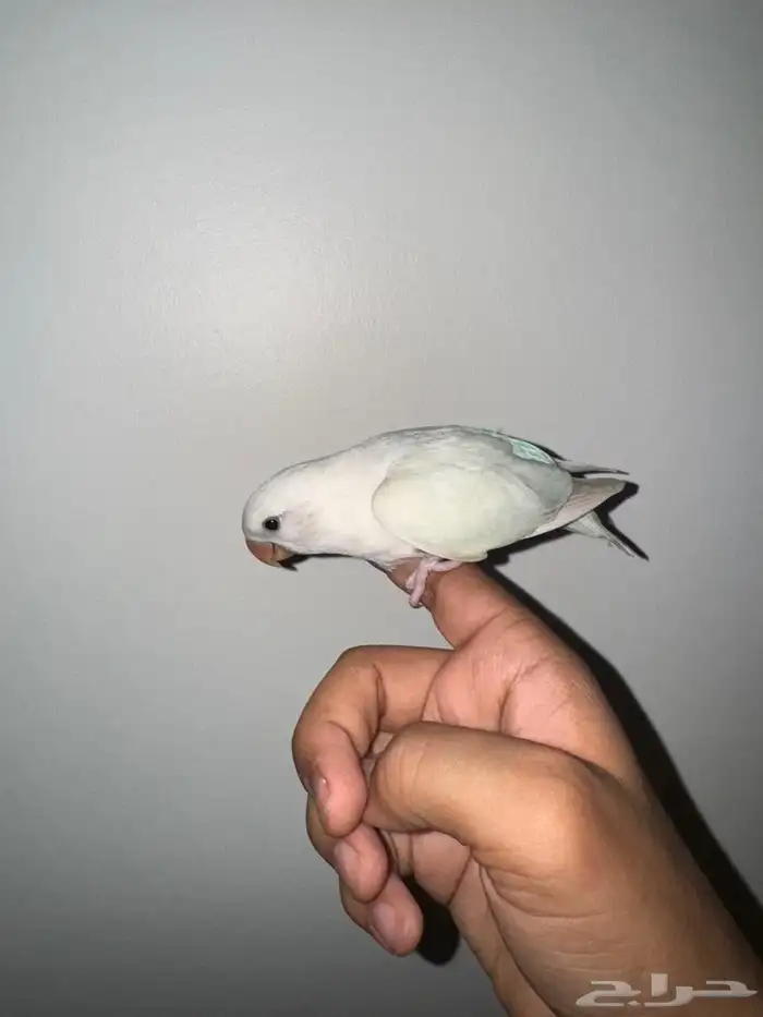 فروخ روز هدد 5