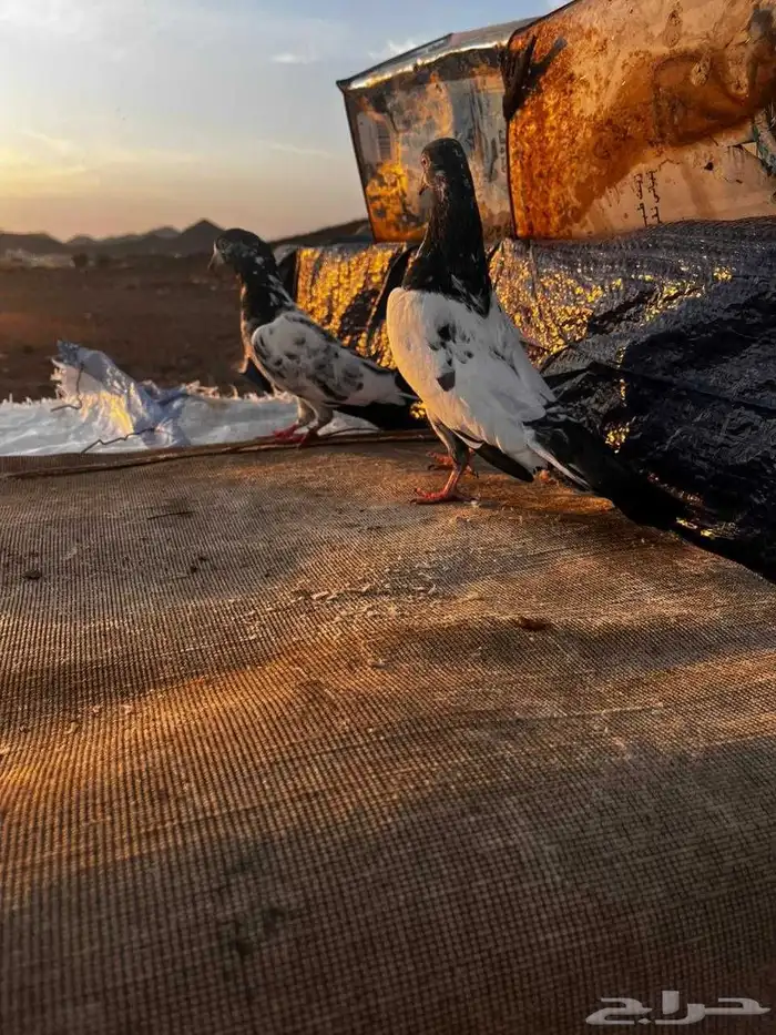 جوز باكستاني سلارا للبيع 4