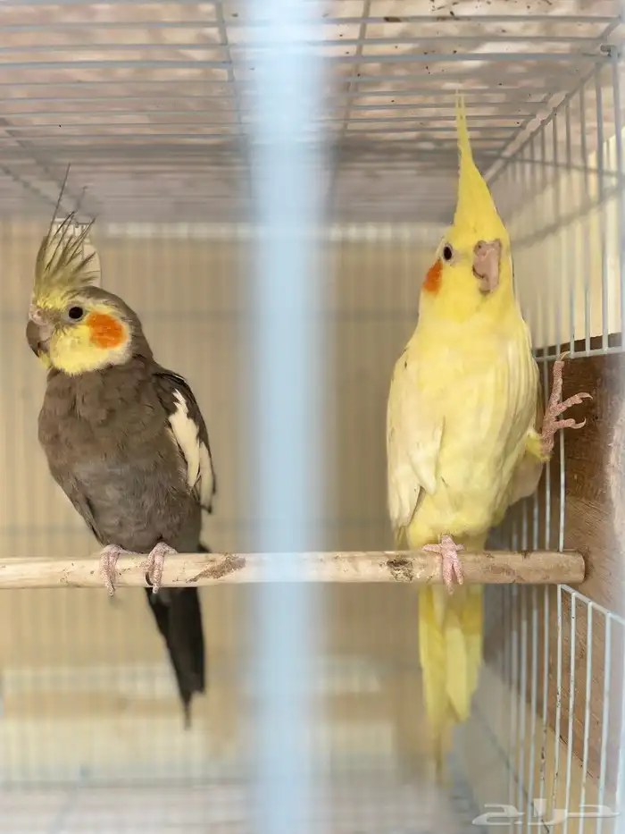 أزواج طيور منتجة بادجي  كروان  فيشر صحة وتغذية ونظافة ممتازة 7
