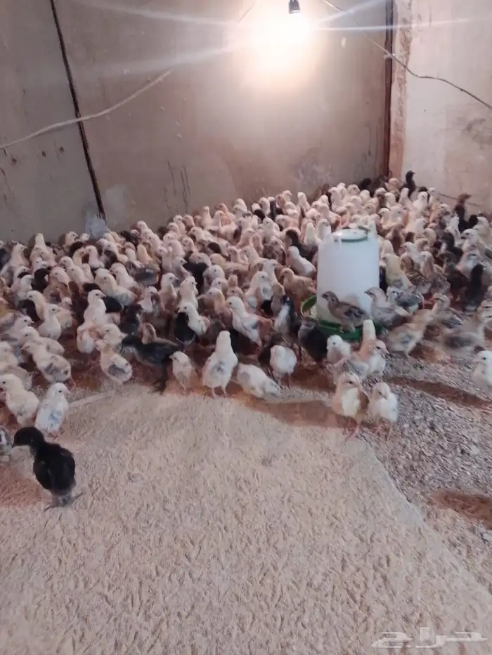 صوص بلدي للبيع 1