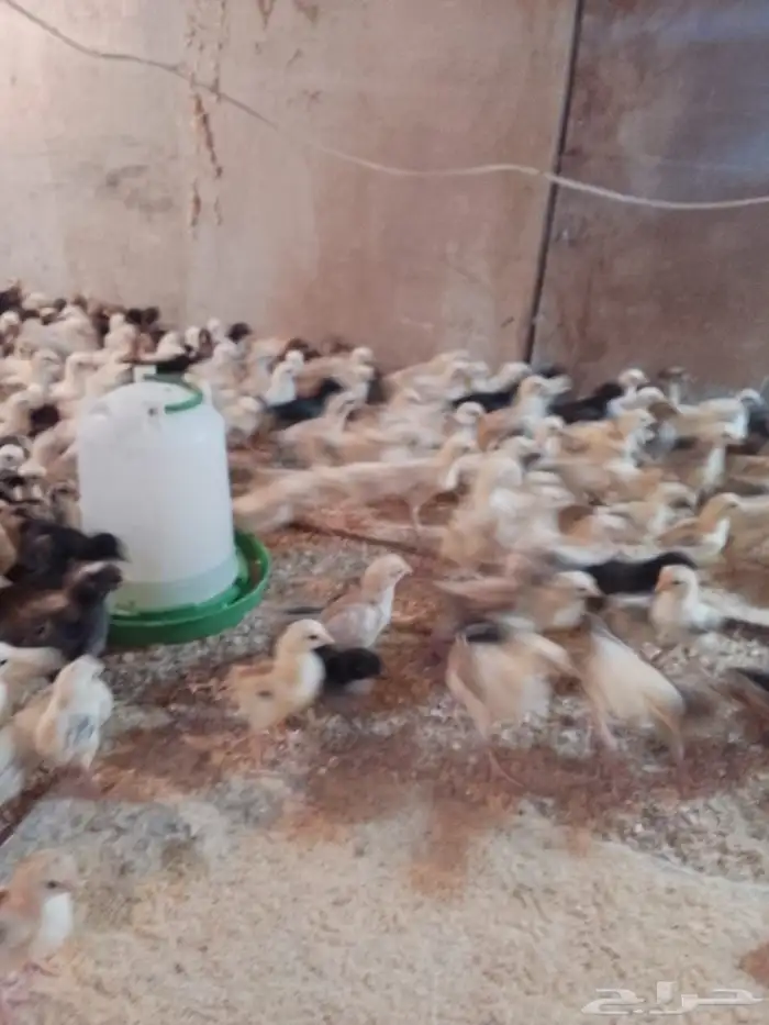 صوص بلدي للبيع 0