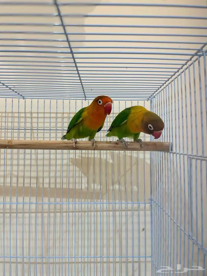 أزواج طيور منتجة بادجي  كروان  فيشر صحة وتغذية ونظافة ممتازة 5