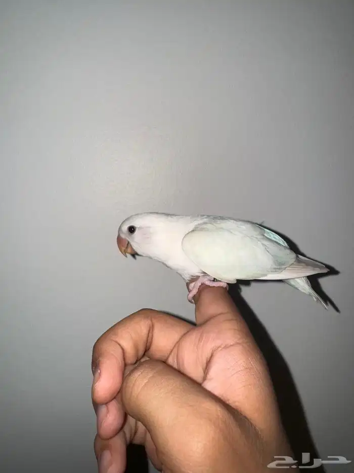 فروخ روز هدد 6