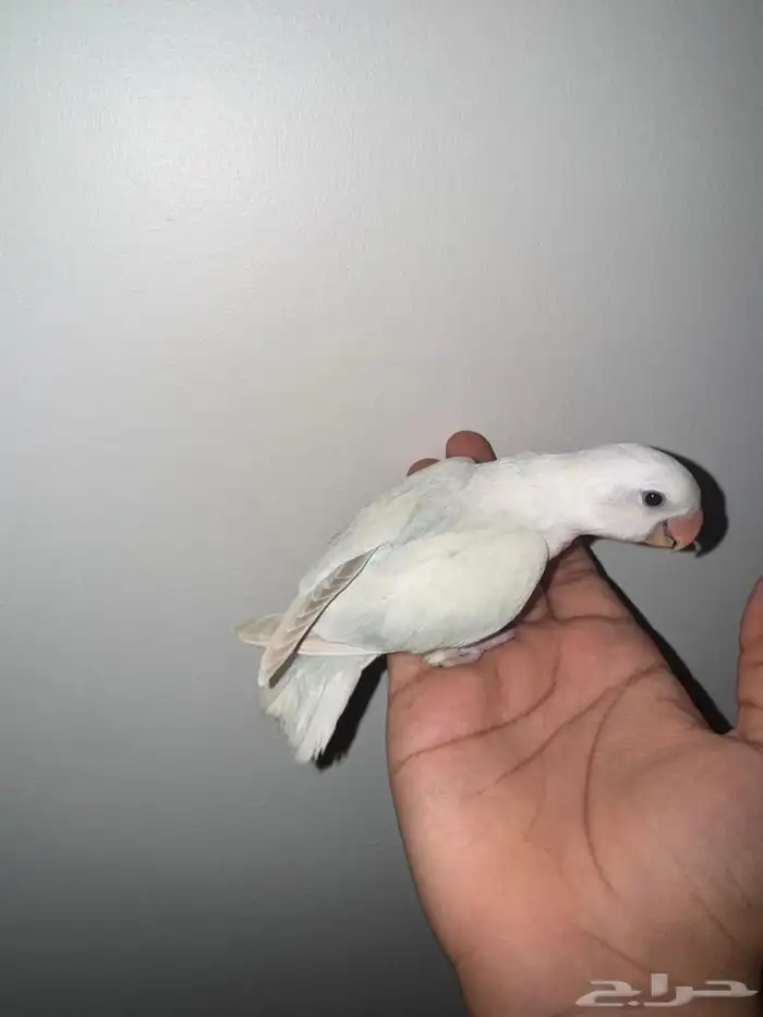 فروخ روز هدد 4