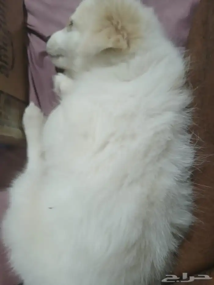 جرو انثى مالتيز ثلاثة شهور 2