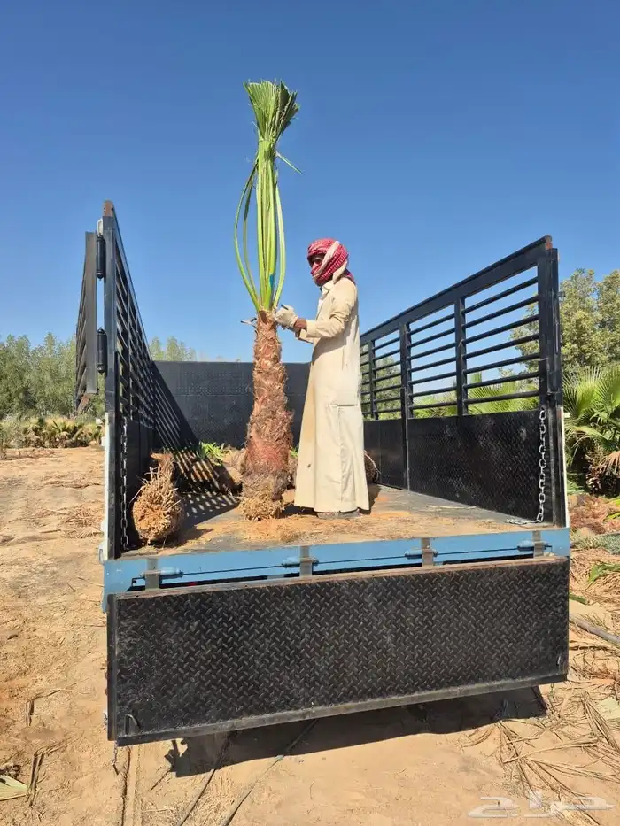 سلام عليكم ورحمة الله وبركاته نخل زينه اللبيع 7