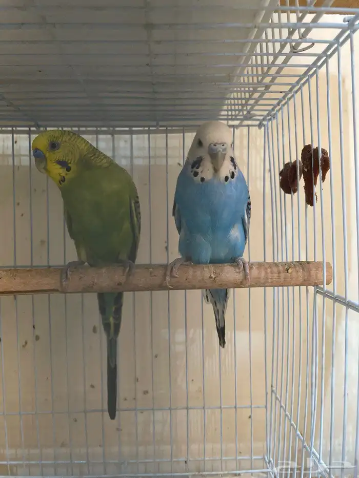 أزواج طيور منتجة بادجي  كروان  فيشر صحة وتغذية ونظافة ممتازة 0