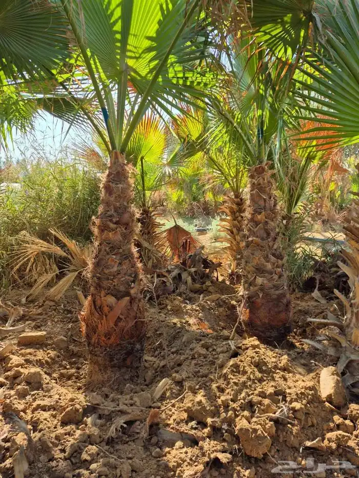 سلام عليكم ورحمة الله وبركاته نخل زينه اللبيع 4