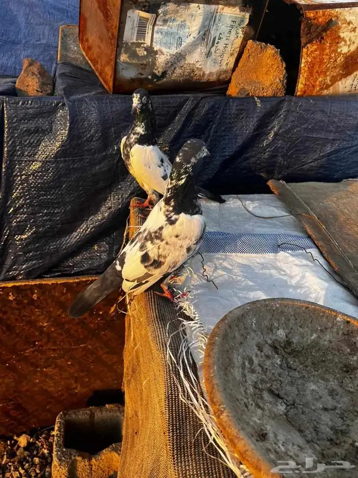 جوز باكستاني سلارا للبيع 5