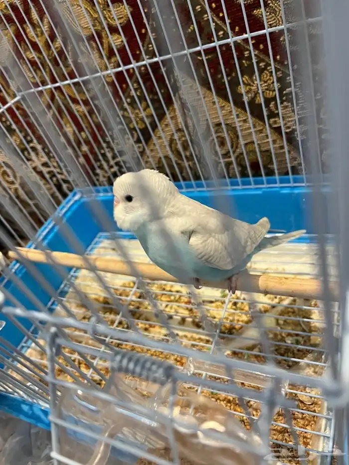 فرخ بادجي اليف وهدد نشبه لون مميز ونادر 4