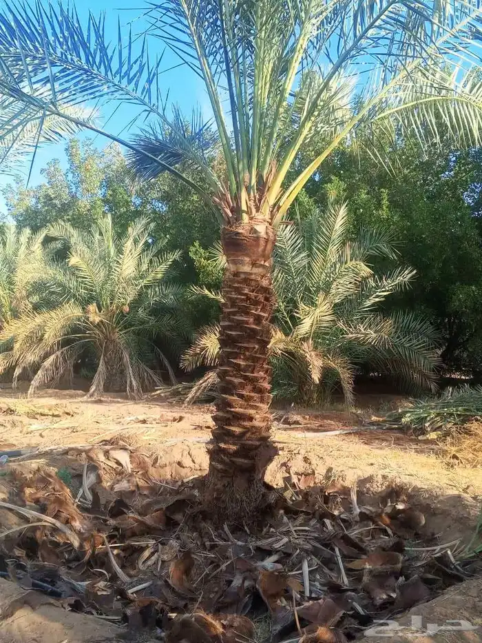 نخل للبيع 1