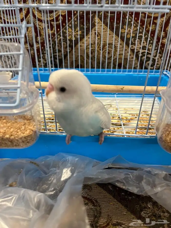 فرخ بادجي اليف وهدد نشبه لون مميز ونادر 2