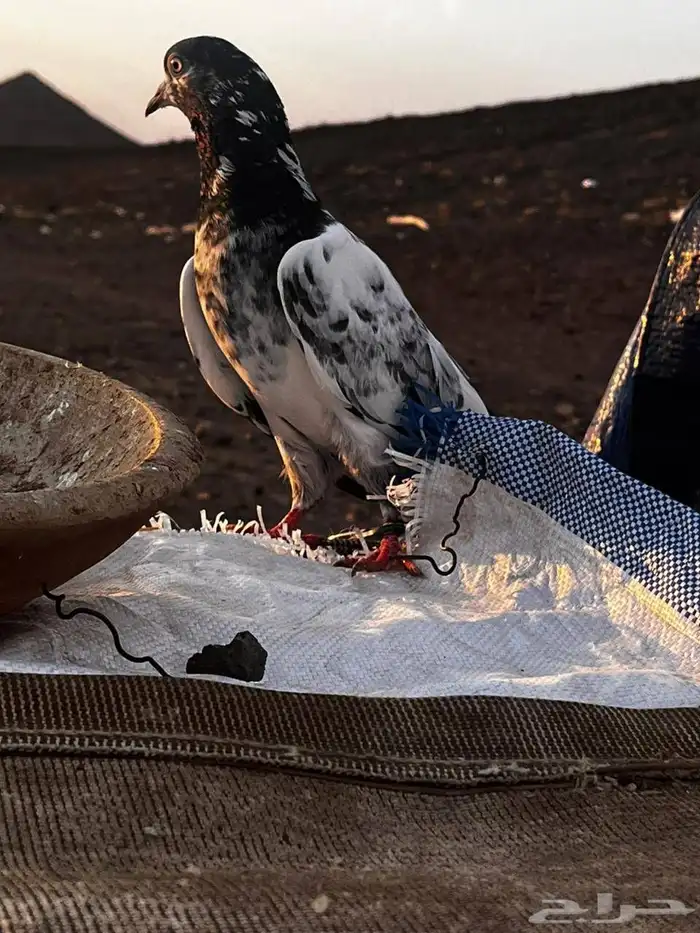 جوز باكستاني سلارا للبيع 2