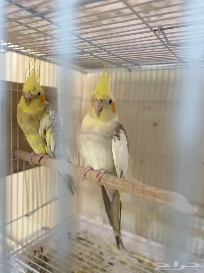 أزواج طيور منتجة بادجي  كروان  فيشر صحة وتغذية ونظافة ممتازة 6