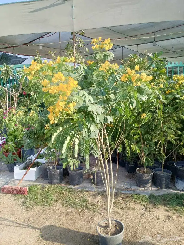 بيع جميع انواع النخل والشجر والعشيب والورد وتنظيف النخيل 6