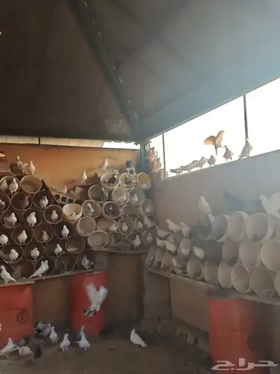 حمام مشكل للبيع جملة index