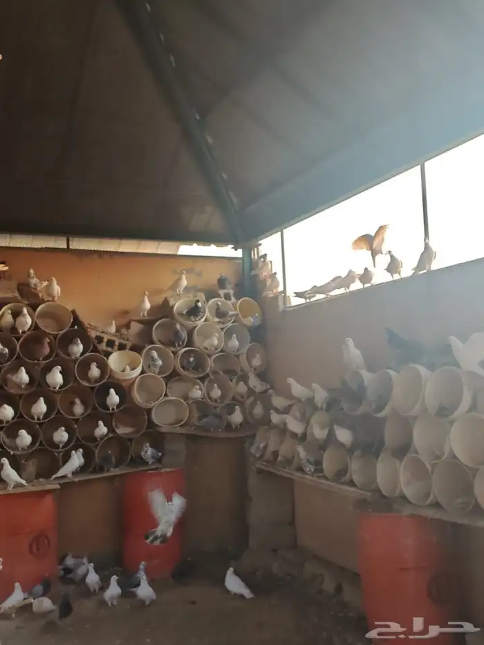 حمام مشكل للبيع جملة 5